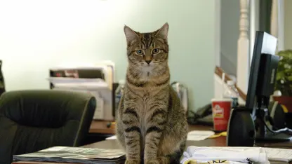 Are your pets around you while you work?