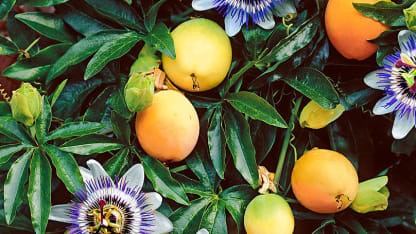 Fruit of the Day: Passionfruit