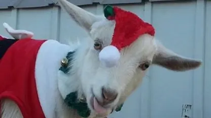 Superb owl? No, a superb goat! (February 2021 goat nominations)