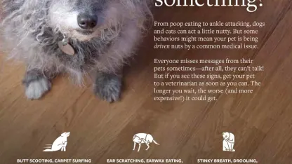 Grossest thing your dog has tried to eat: