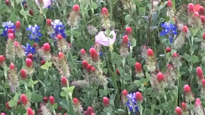 The springing of Spring 2018