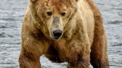 The bears are hungry, so take one to chipotle