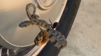 Need a change from politics?