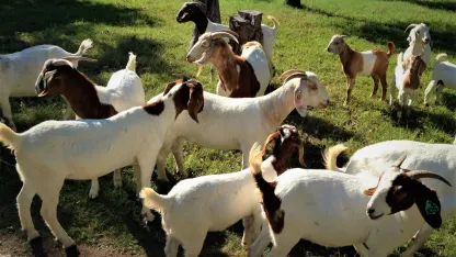 March Report-Goat Update