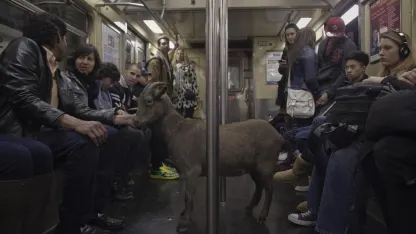 NYC goats use the subways!