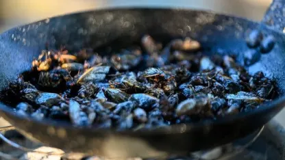 Don't eat cicadas if you are allergic to seafood