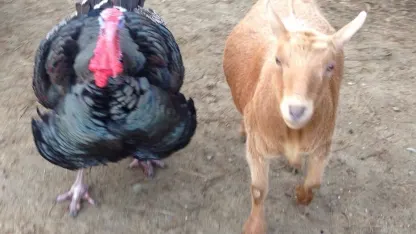 Thanksgoatmas aka: Blame @djslack for stuff(ing) - November 2017 Scapegoat