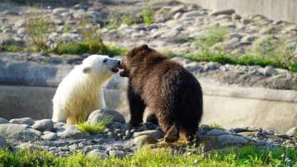 Best zoological rom com: