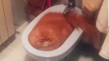 Cat in a bidet