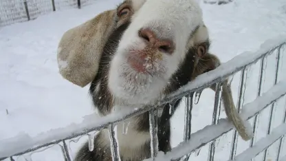 Take That You Goat! (February 2017 Blame Thread)