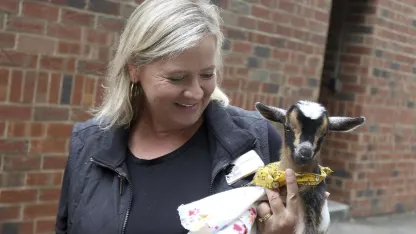 Goat news of the day