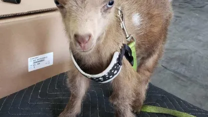 May The Goat Be With You (May 2022 Scapegoat Blame Thread)