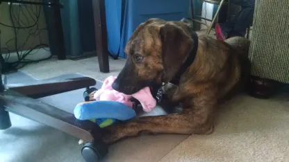 Dog pics with their new toys!  Share yours!