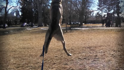 Do your pets ever get excited over a Fuku delivery?