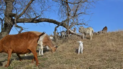 SCAVENGER HUNT:: get that goat