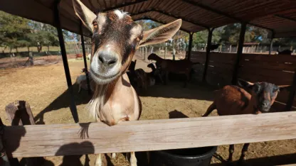 Fewer days, same blame. (February 2023 goat nominations)