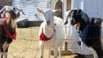 April 22 Temporary Goat: Take a Little Trip