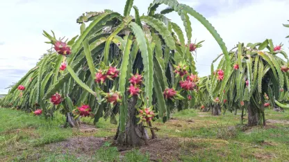 Fruit of the Day: Dragonfruit