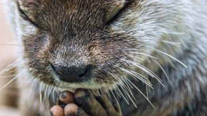 Gosh looks like the powers that be are about to declare North America redundant.