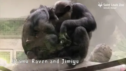 Baby Raven Video - STL Zoo