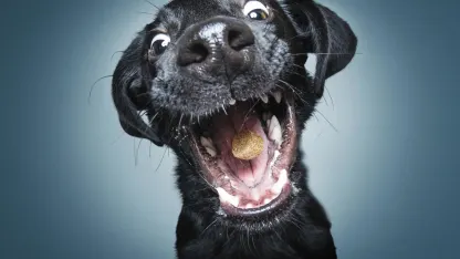 54 Photos of dogs getting treats