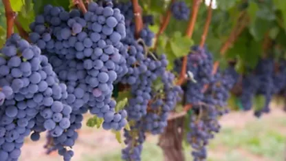 Fun for Wine Afficionados