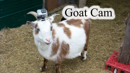 Goat Cam