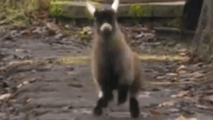 April 13th - "Goatilocks and the Three Boers"