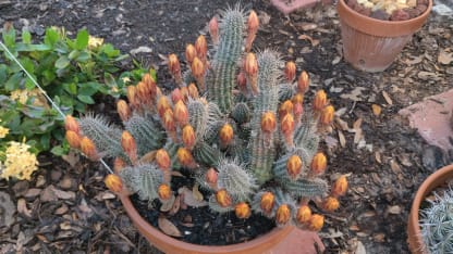 I keep mentioning the herd....