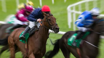 Different poll question about horses