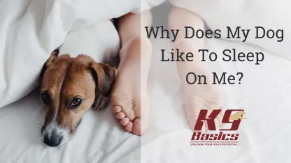 Where does your pet like to sleep?