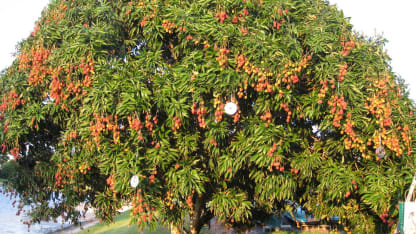 Fruit Tree of the Day: Lychee