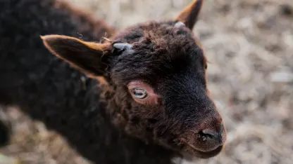 You have subscribed to goat facts