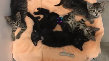 Know anyone who wants a kitty? Hollins VA