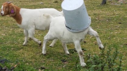 A Fool's Goat (April 2023 scapegoat blame thread)