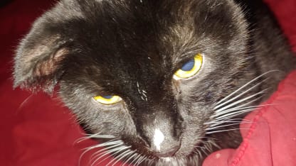 Aural hematoma: Pet owners