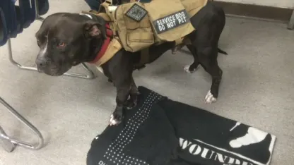 He is graduating this time for sure (update): Service Doggy graduation gown for Afghanistan war vet