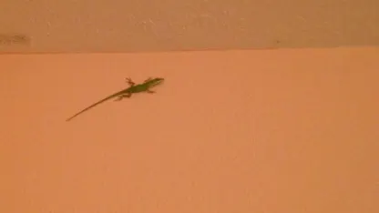 So there's a gecko on my ceiling