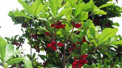 Fruit Tree of the Day: Miracle Fruit