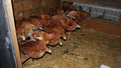 Oh, come, Mister batter man battery banana