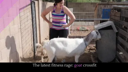 How to use a goat to do crossfit to get in shape...