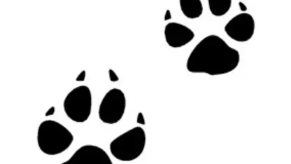 Favorite "Animal Track"?