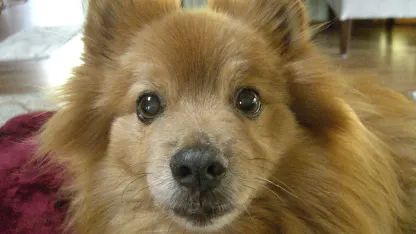 Our Dogs are keeping us prisoner.