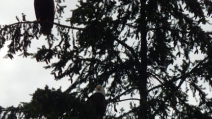 There's eagles in our trees today.