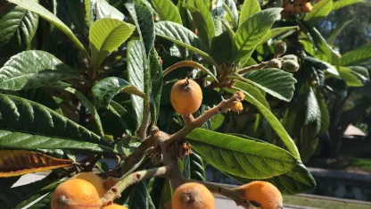 PSA: Loquat session in full swing