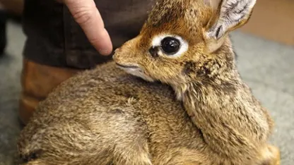 What's the cutest obscure animal?