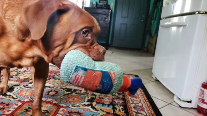 Those Cleanin Canine Toys Sold During Mehrathon