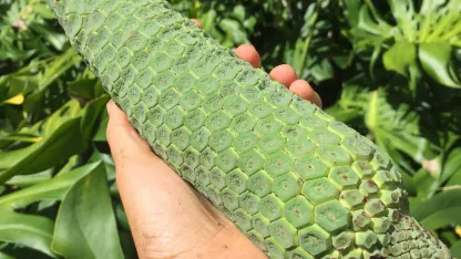 Fruit of the Day: Monstera Deliciosa