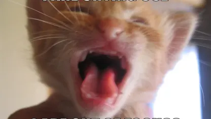 New Mehdown Slash Command: /lolspeak