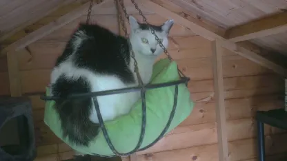 Who did I send those small pictures of cats, cow in a hammock, white frames?